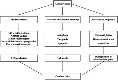 Anthracycline-induced cardiotoxicity: mechanisms, monitoring, and prevention